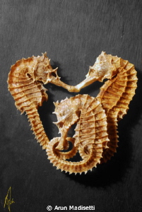 3 Seahorses killed in the name of science. 
Part of a sp... by Arun Madisetti 